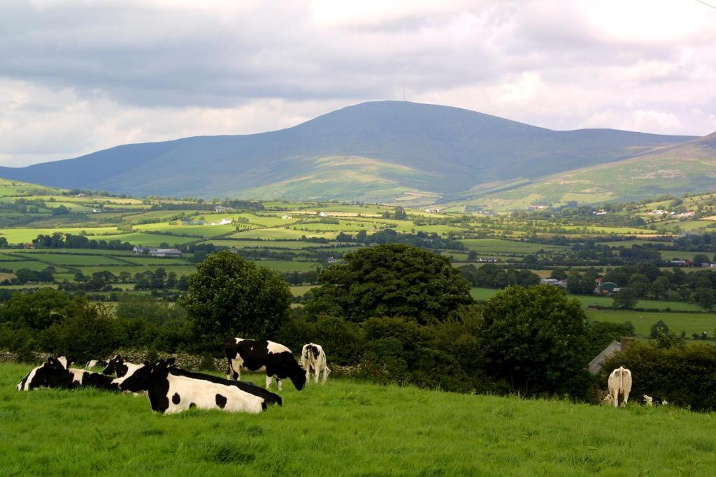 Brandon View House B&B Graiguenamanagh Exteriör bild